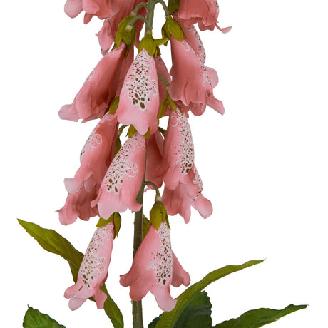 The Natural Garden Collection Pale Pink Foxglove