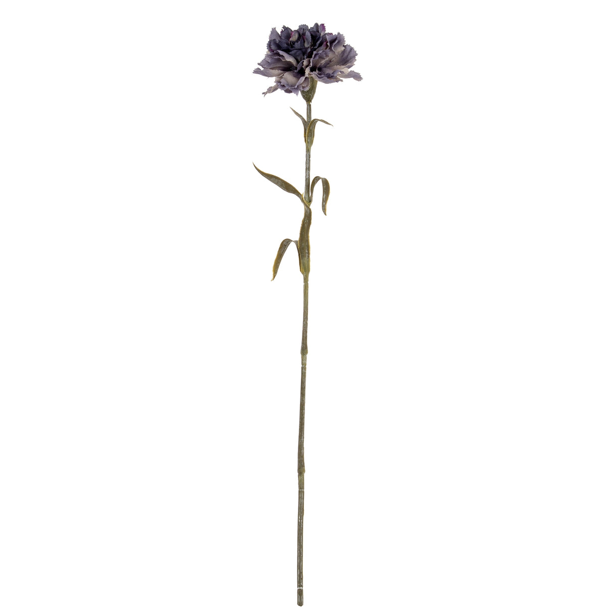 Purple Carnation Stem
