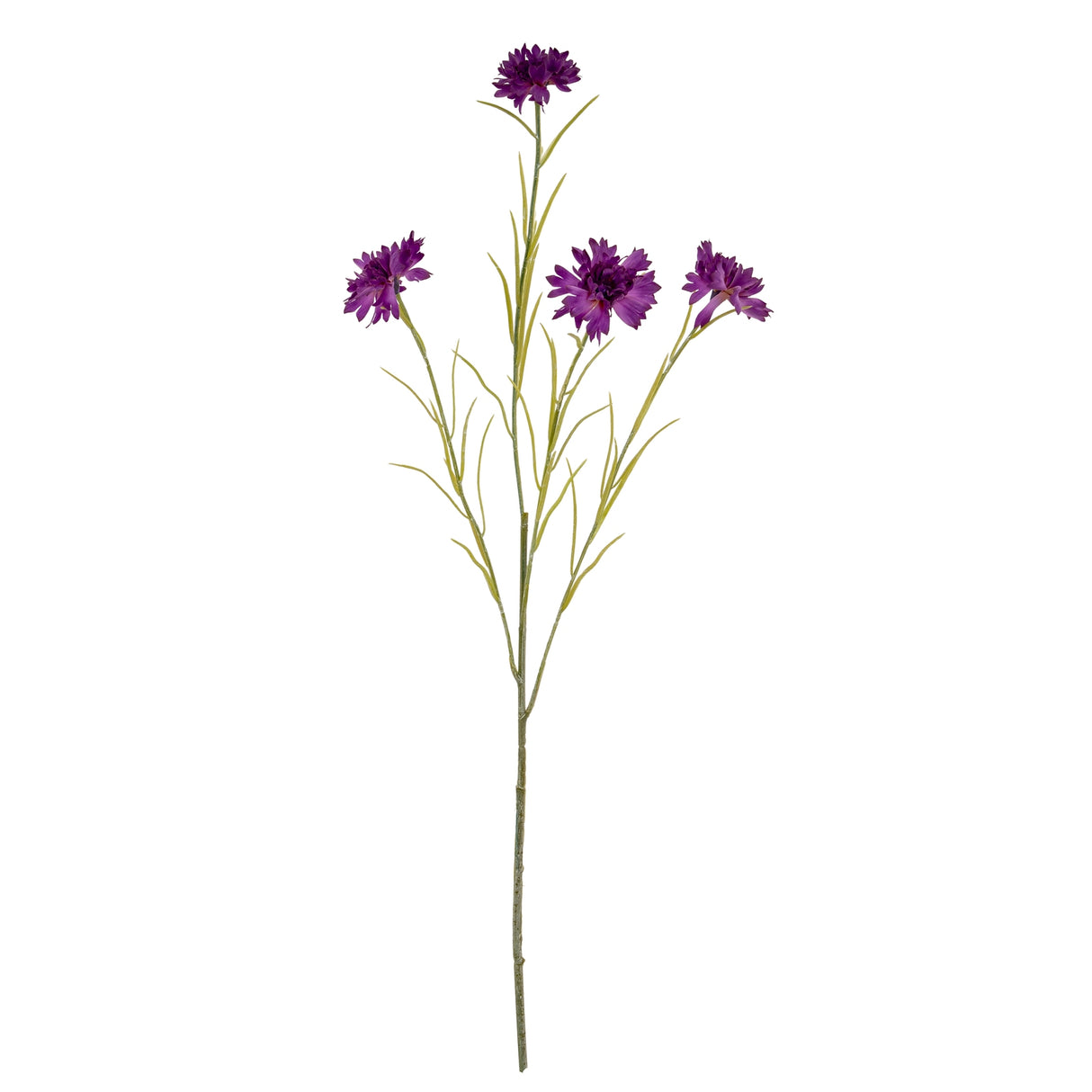 Purple Cornflower Stem
