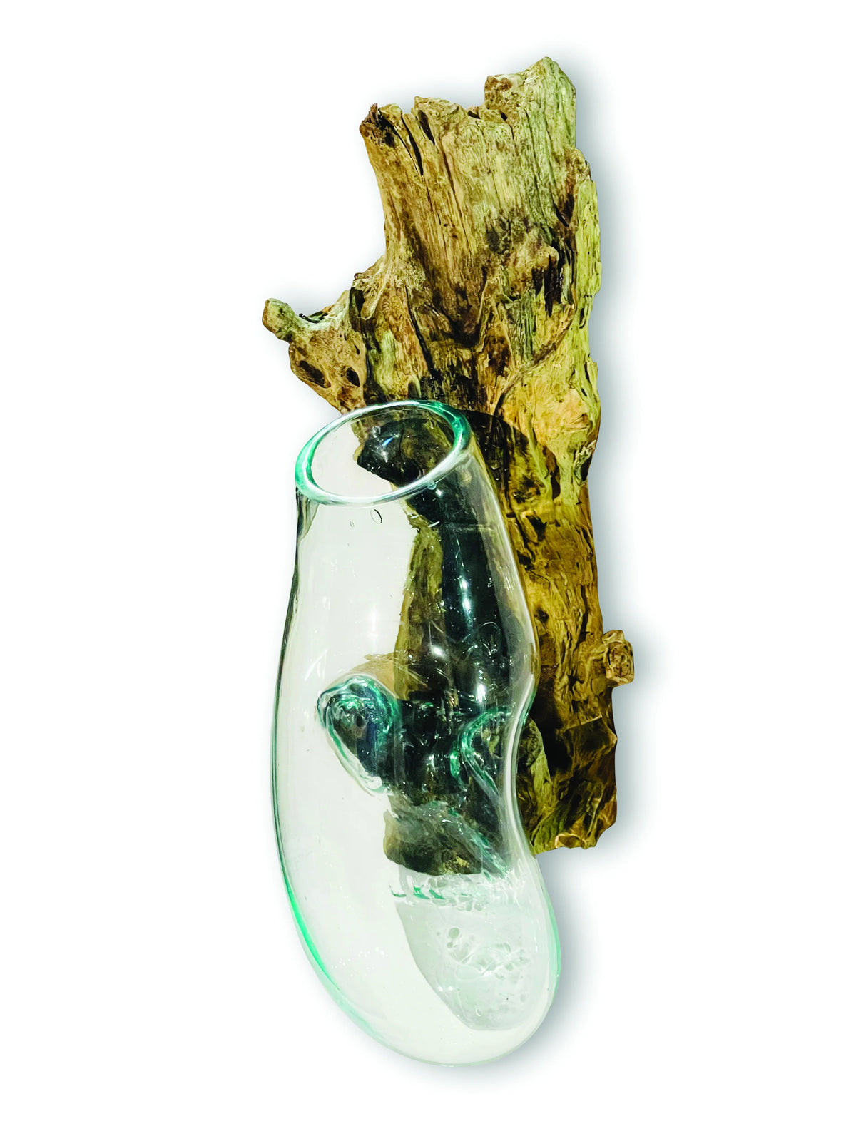 Root With Glass Bowl Wall Hanging
