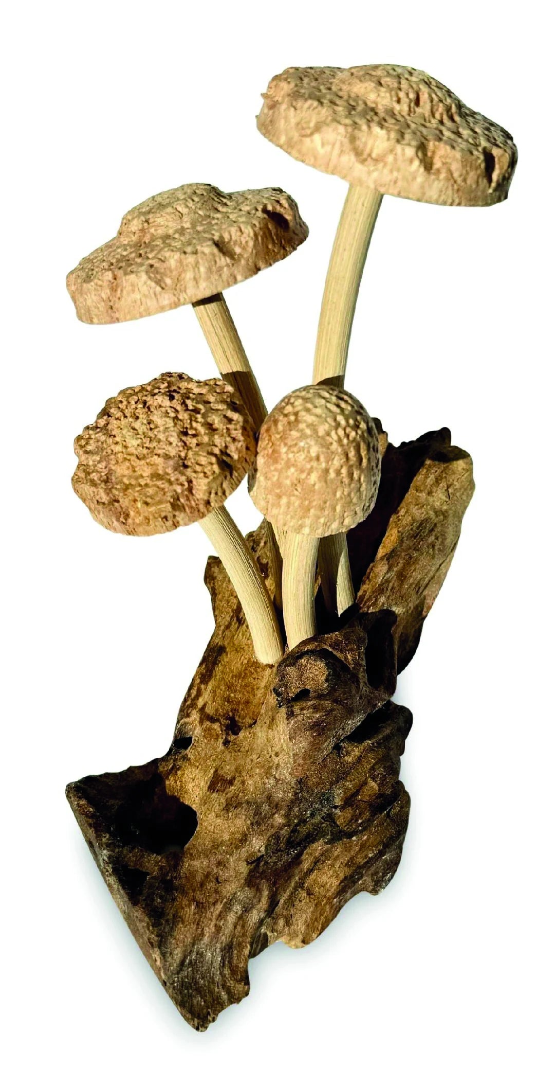 4 SHIITAKE MUSHROOMS ON DRIFTWOOD