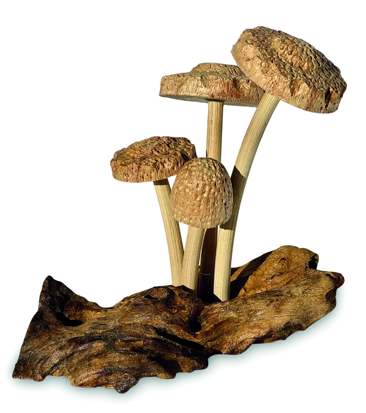 4 SHIITAKE MUSHROOMS ON DRIFTWOOD