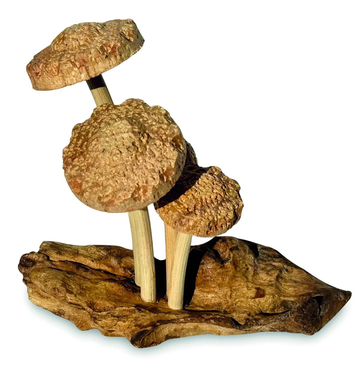 4 SHIITAKE MUSHROOMS ON DRIFTWOOD