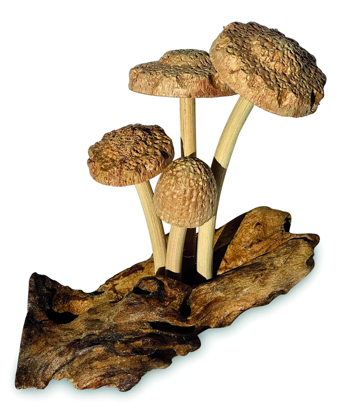 4 SHIITAKE MUSHROOMS ON DRIFTWOOD