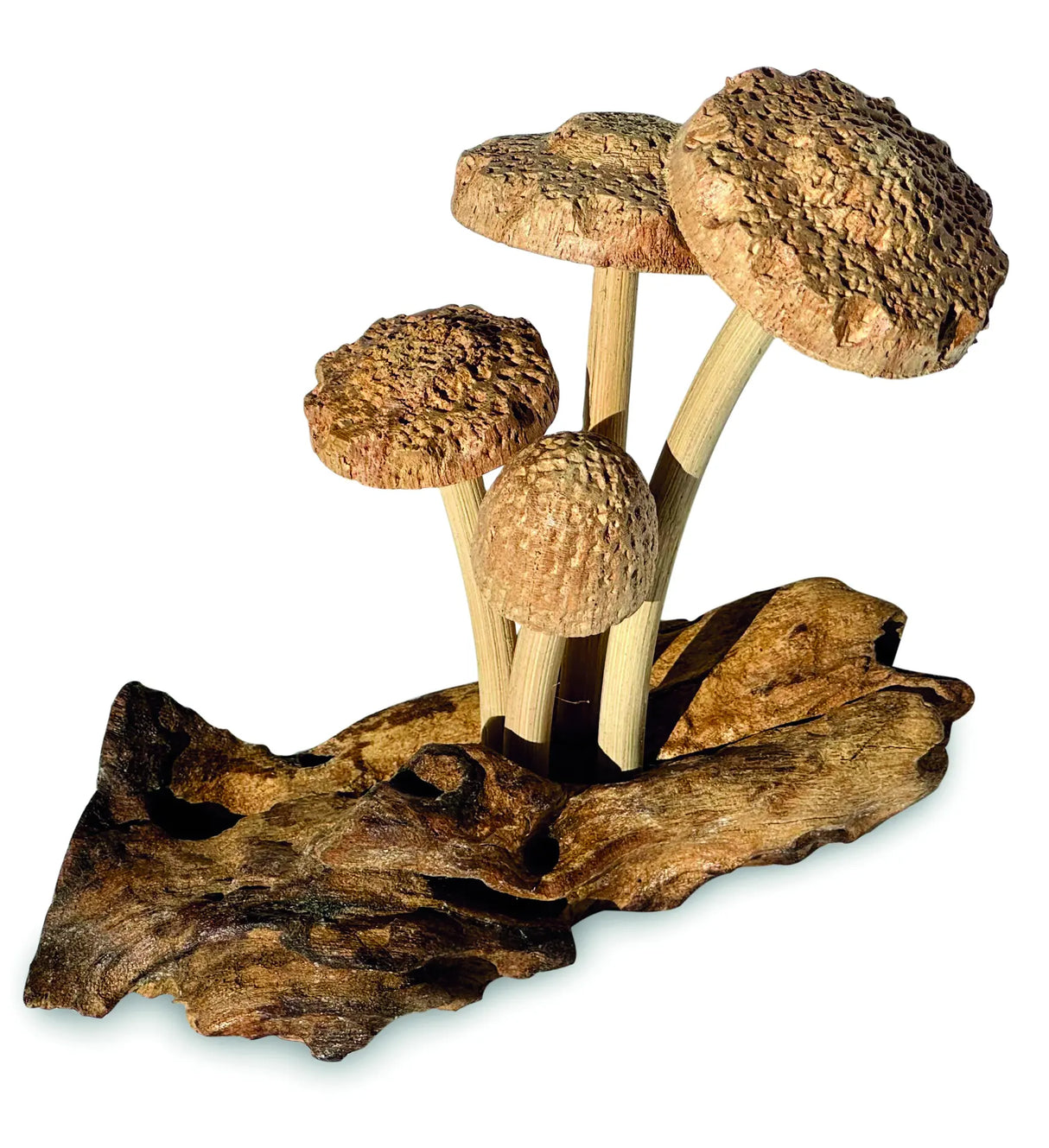 4 SHIITAKE MUSHROOMS ON DRIFTWOOD