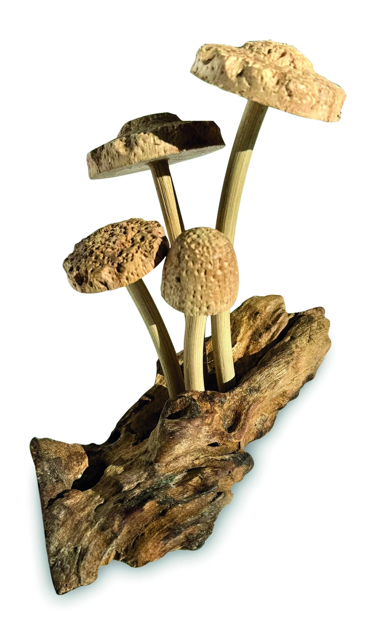 4 SHIITAKE MUSHROOMS ON DRIFTWOOD