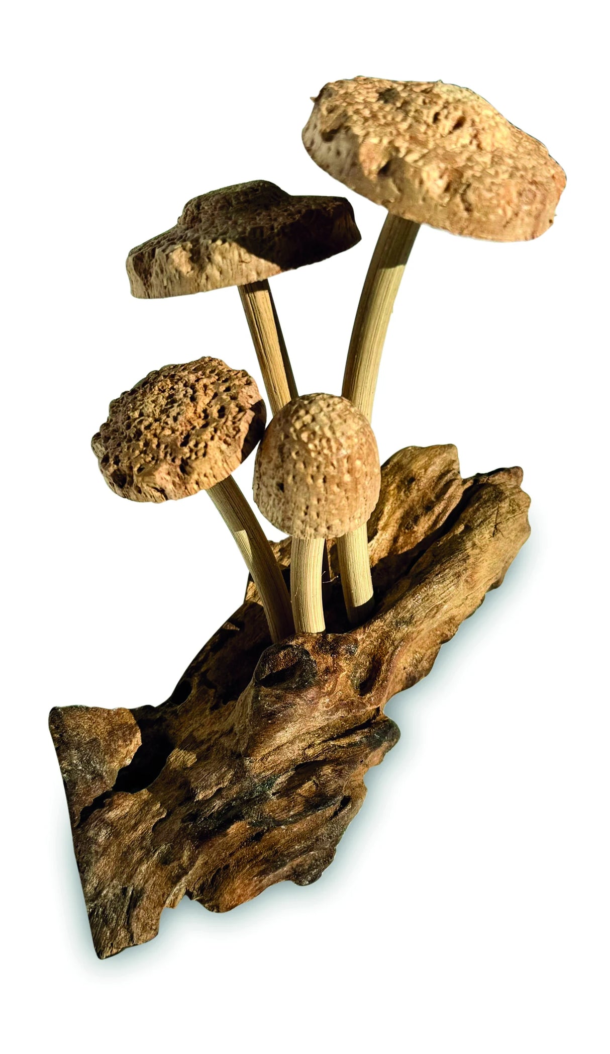 4 SHIITAKE MUSHROOMS ON DRIFTWOOD