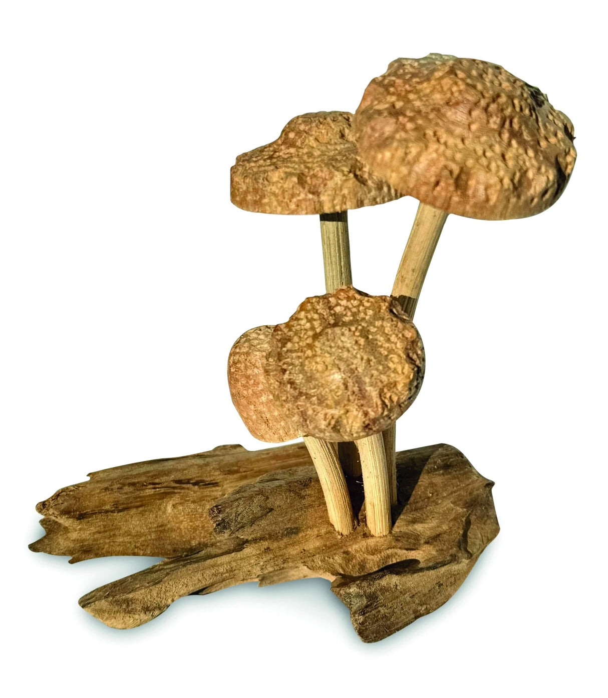 4 SHIITAKE MUSHROOMS ON DRIFTWOOD