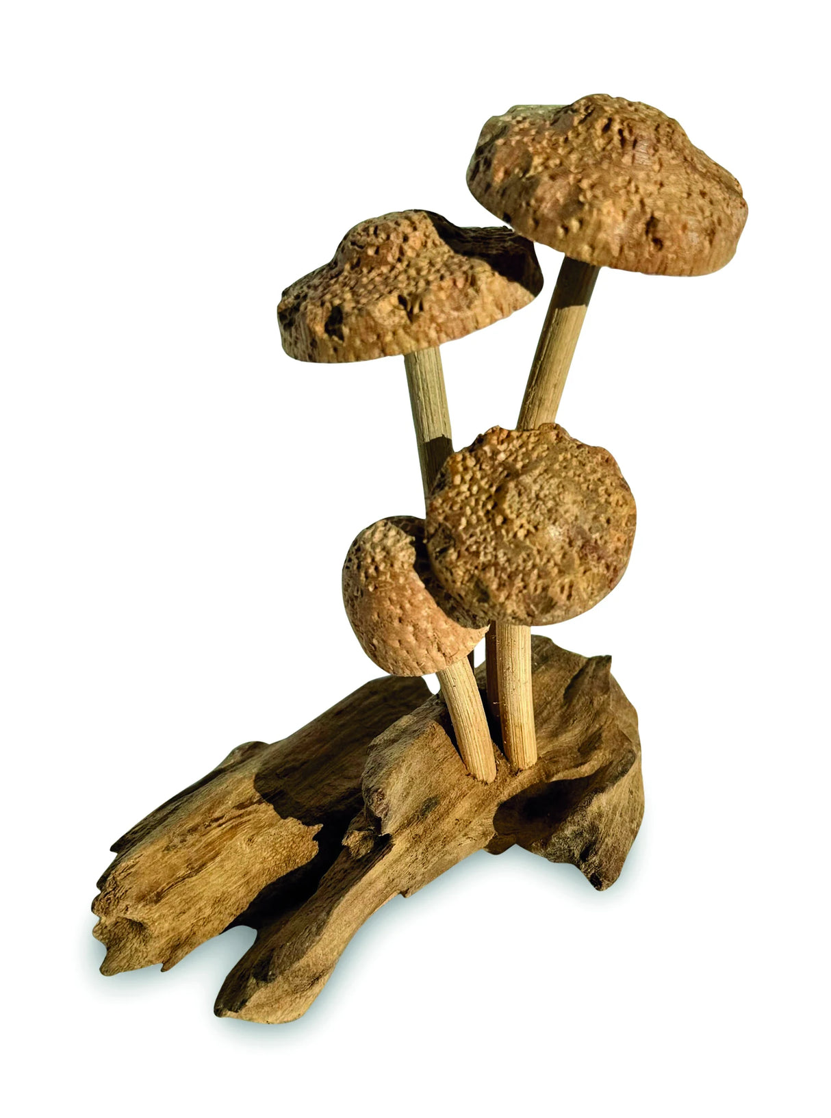 4 SHIITAKE MUSHROOMS ON DRIFTWOOD