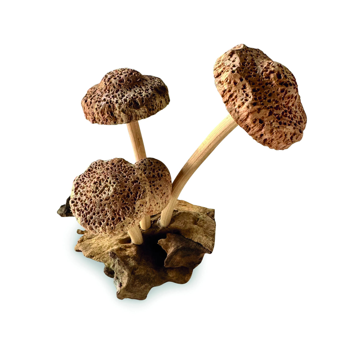 4 SHIITAKE MUSHROOMS ON DRIFTWOOD