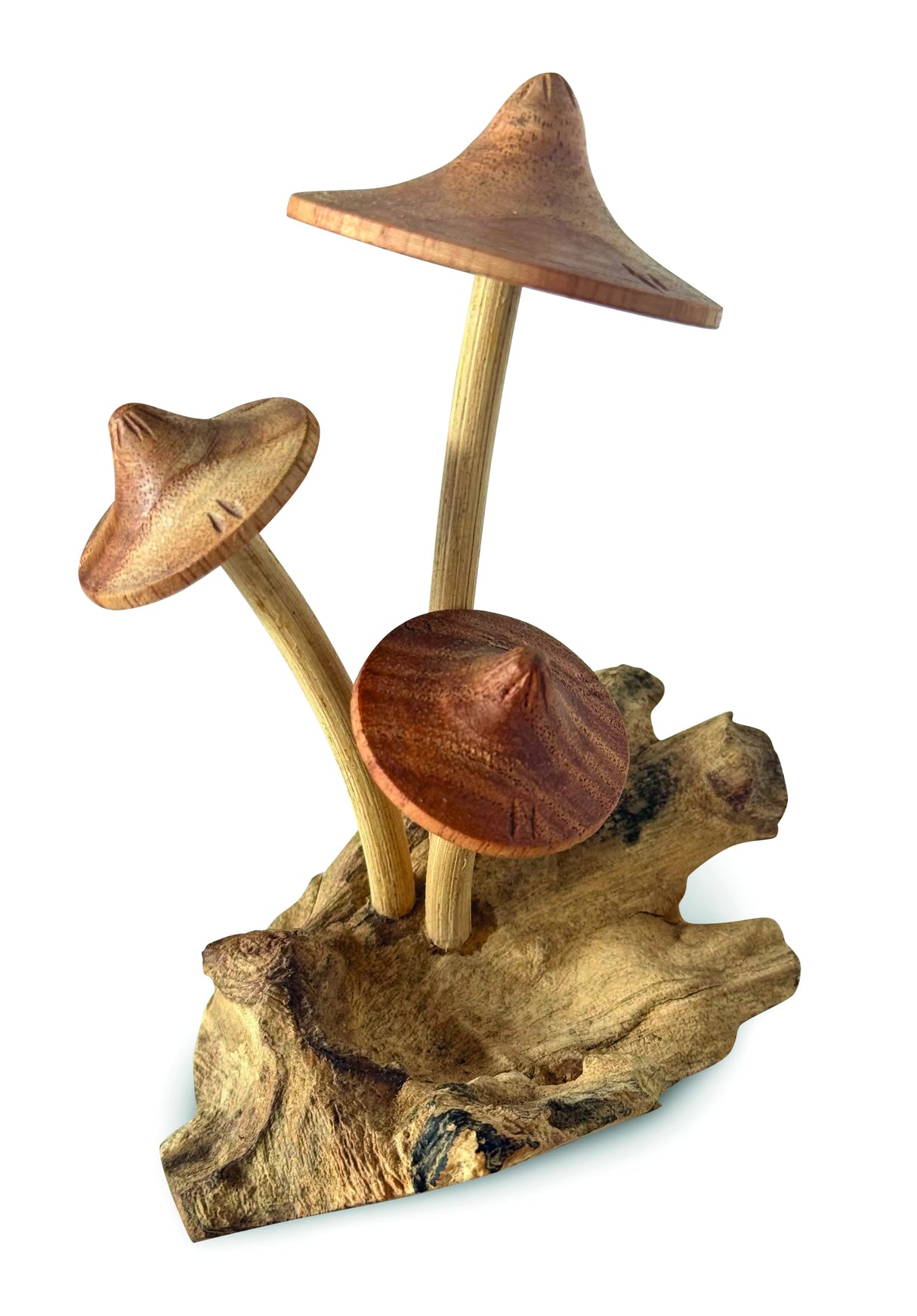 3 PARASOL MUSHROOMS ON DRIFTWOOD