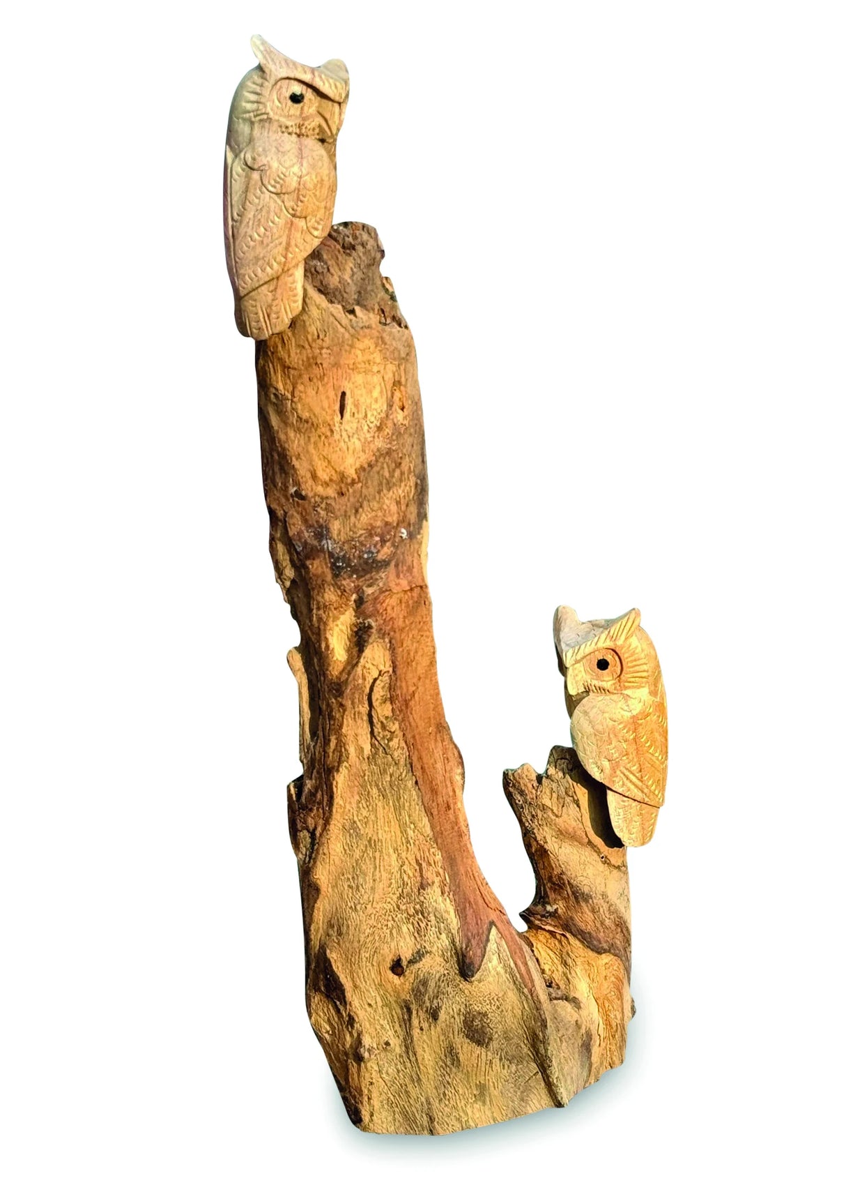 DOUBLE TAWNY OWL ON DRIFTWOOD