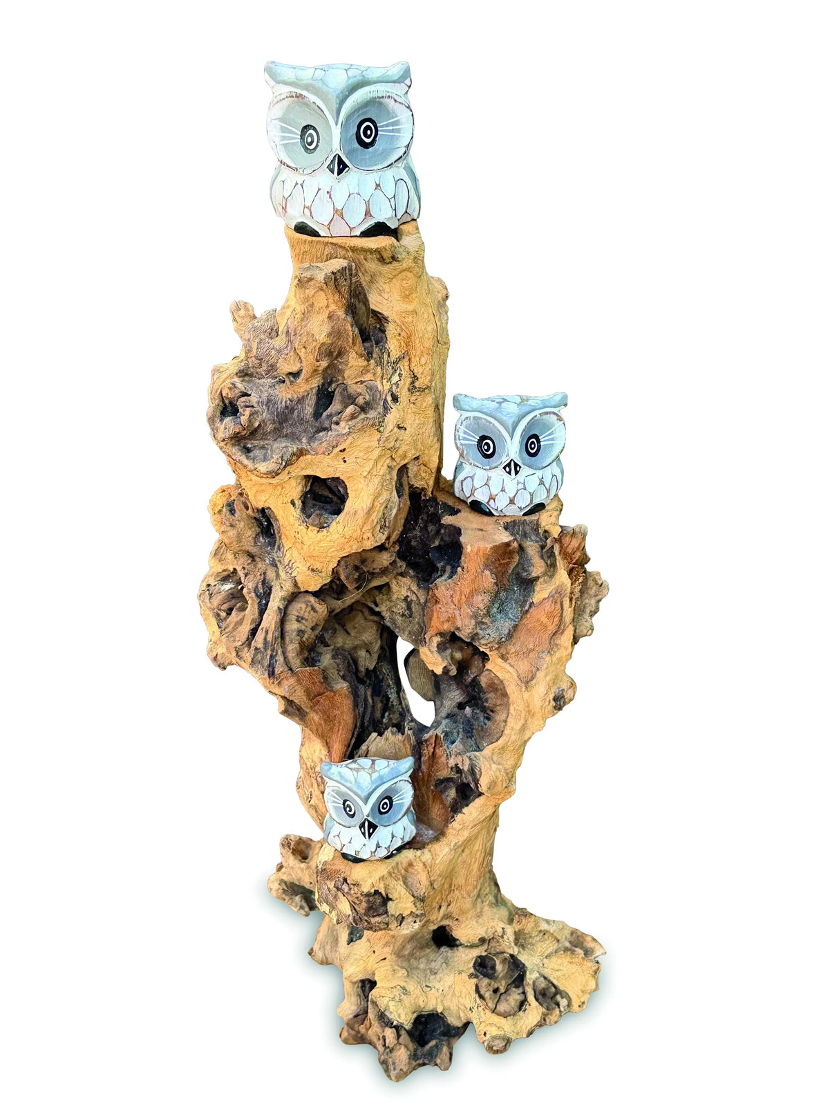 3 Baby Owls In A Tree