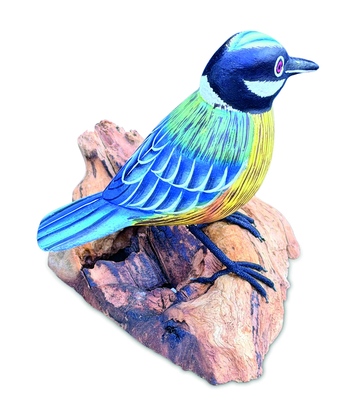 Single Blue Tit Foraging