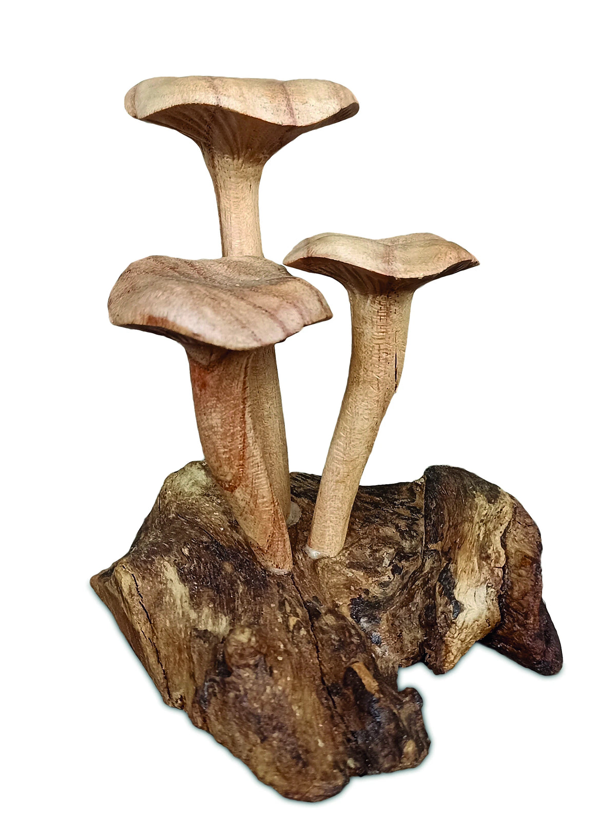 Foraged Trio Of Chanterelle Mushrooms