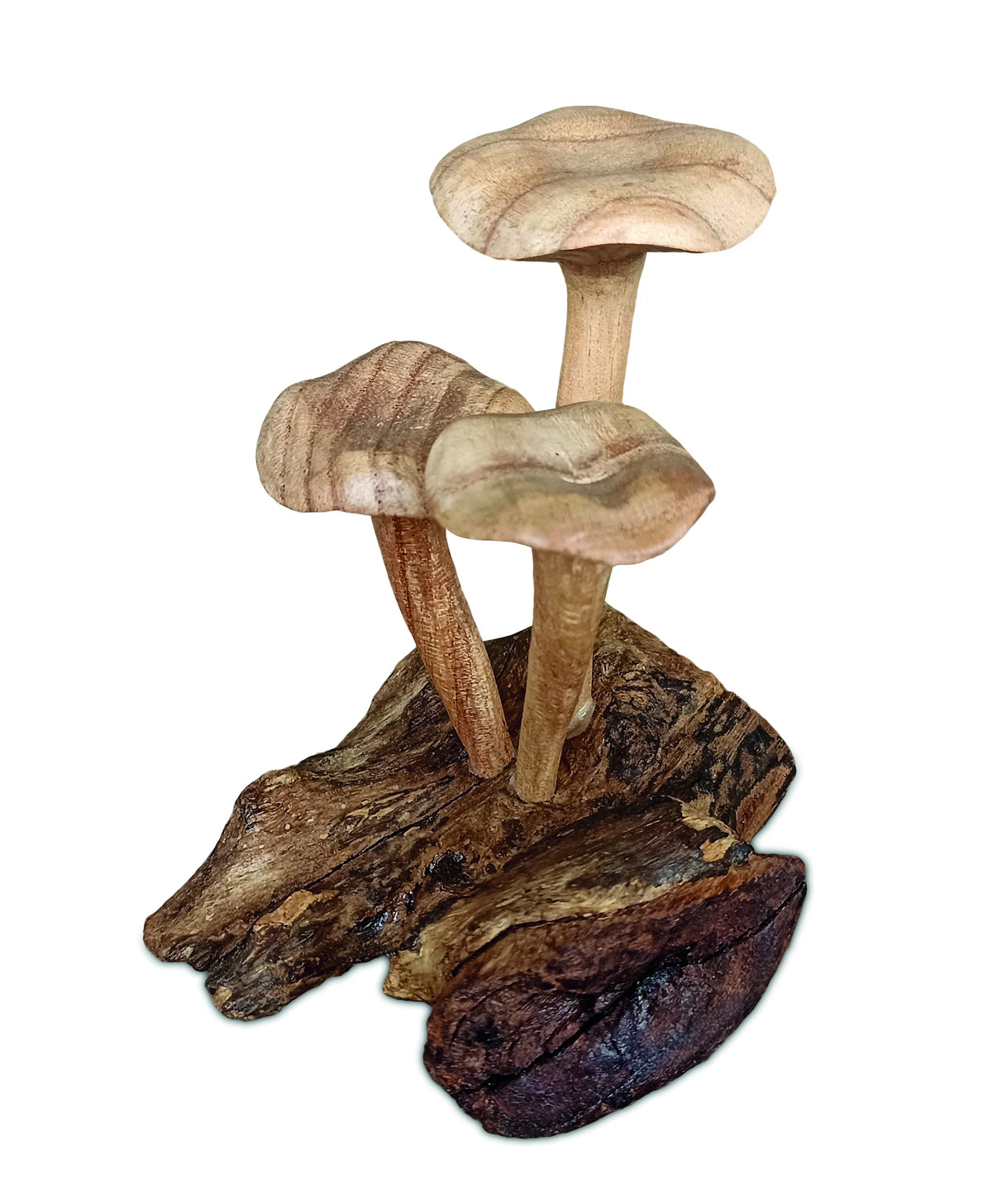 Foraged Trio Of Chanterelle Mushrooms