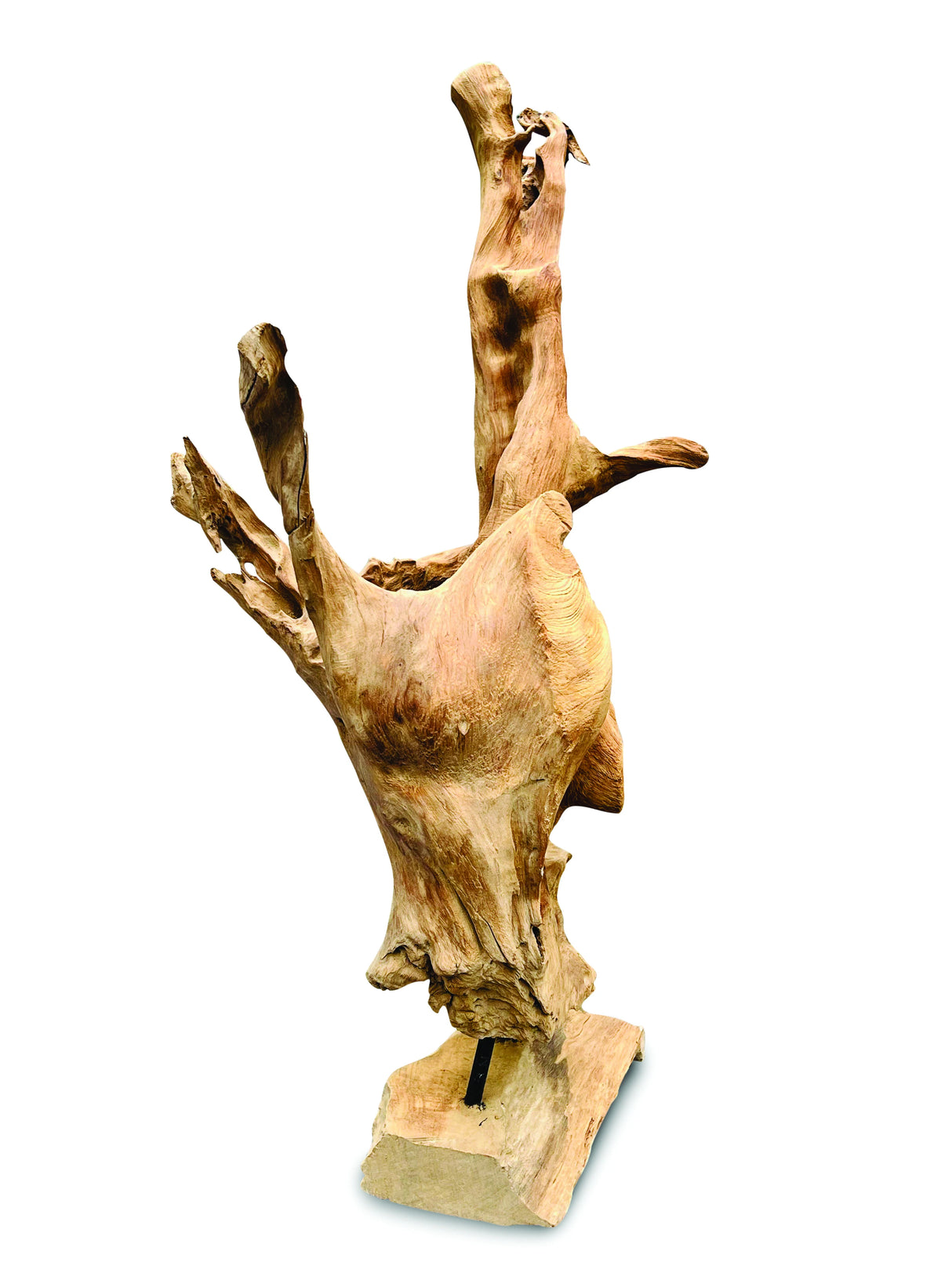 Root Forest Sculpture Mini 60cm (New Style + Bigger)