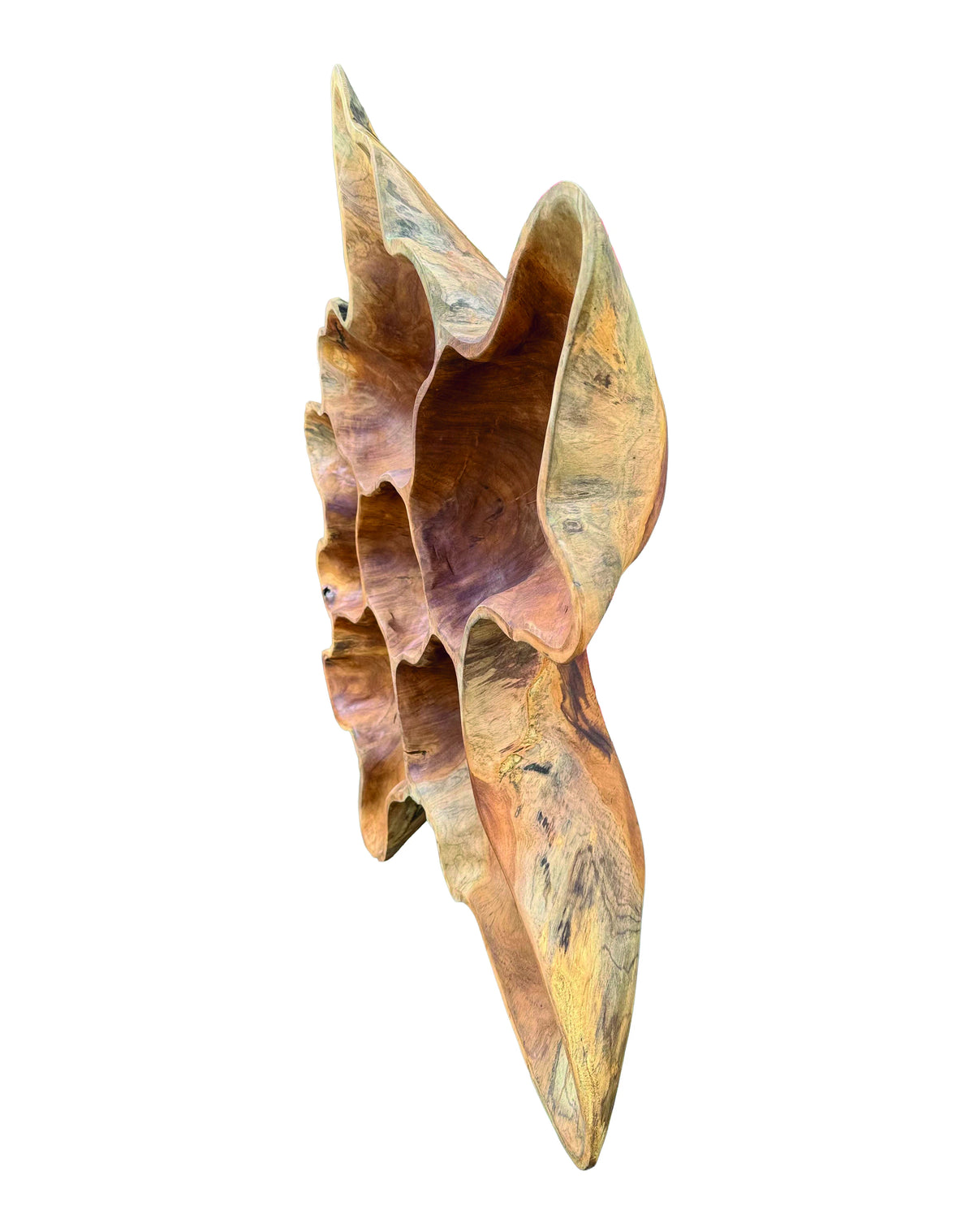 Teak Root Wall Art Sculpture Large