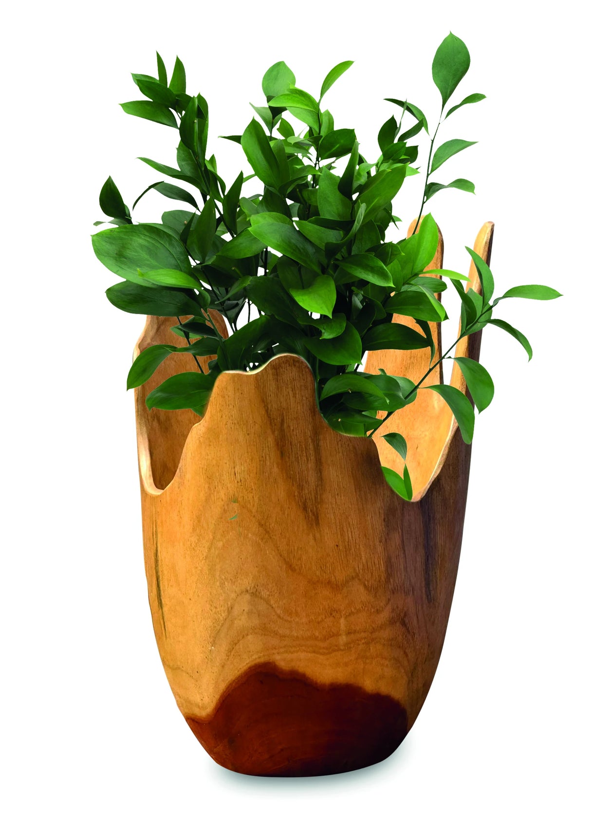 Exotic Driftwood Bowl