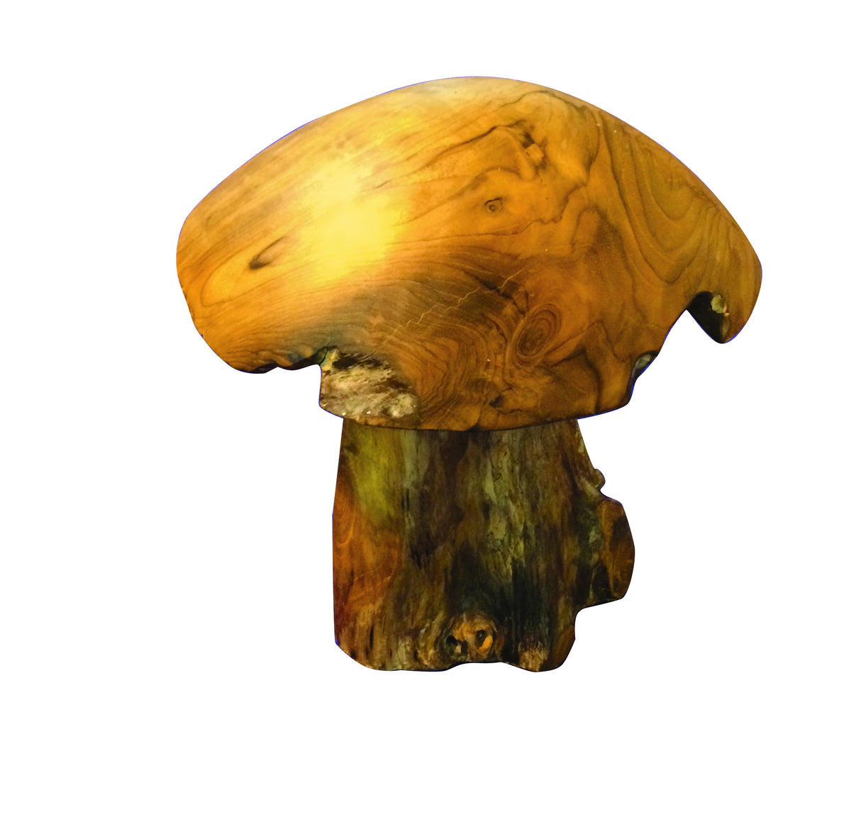 Teak Root Mushroom Medium