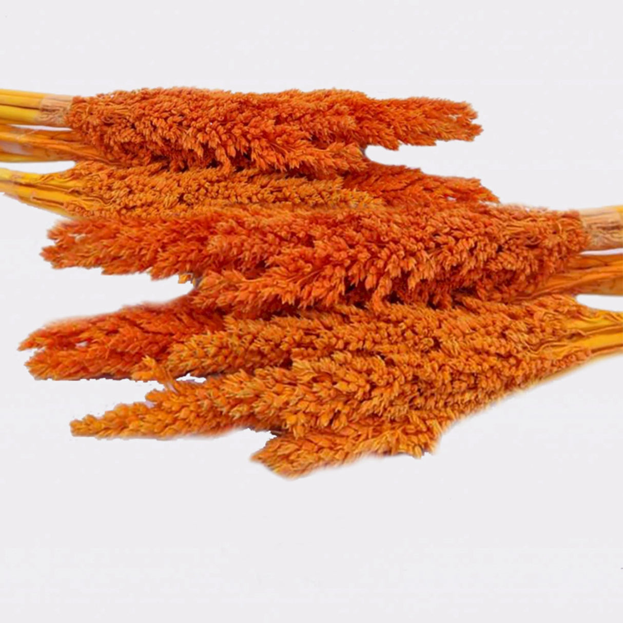Cantal Grass Bunch - Orange
