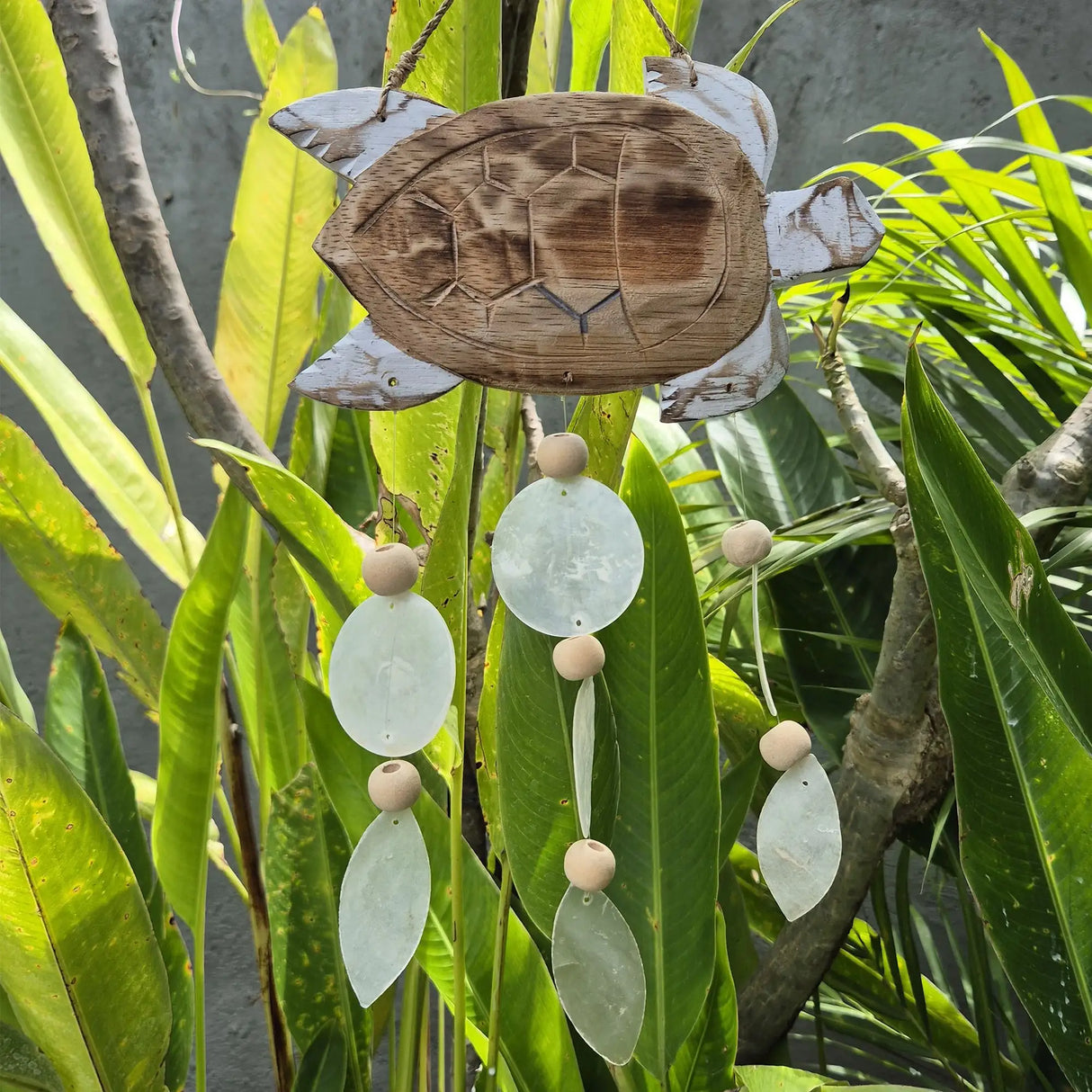 Whitewash Turtle Carving and Natural Copis Drop