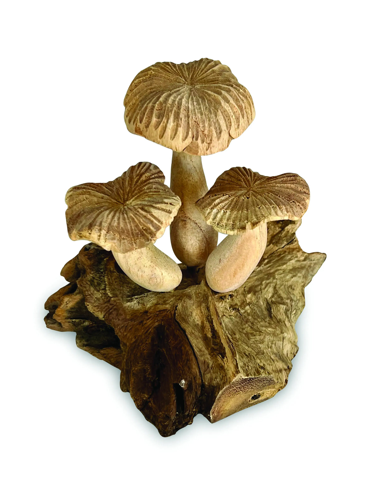3 GROOVED CAP BALI MUSHROOMS