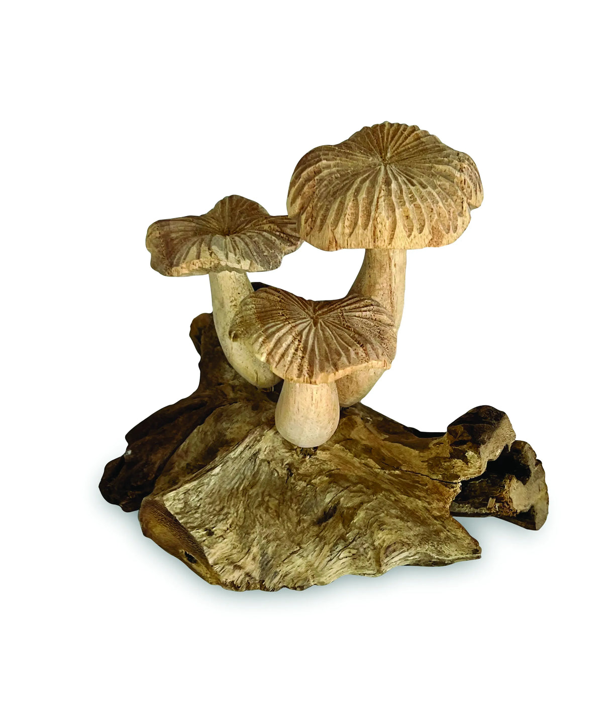 3 GROOVED CAP BALI MUSHROOMS
