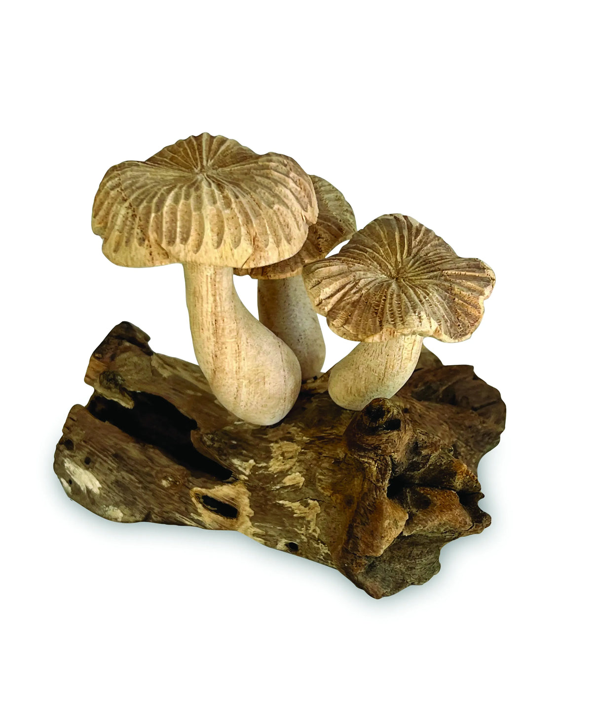 3 GROOVED CAP BALI MUSHROOMS