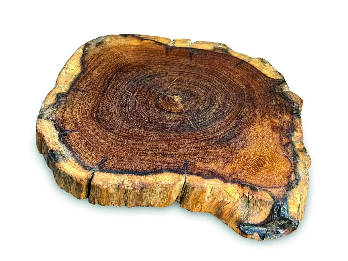TREE ROOT SLICE PLACEMATS SMALL SIZE 20-25CM