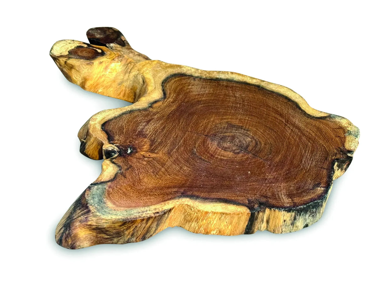 TREE ROOT SLICE PLACEMATS SMALL SIZE 20-25CM