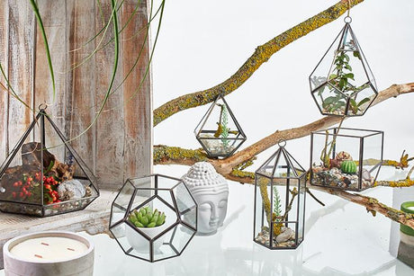 Glass Terrarium - Large Octagon