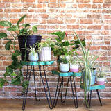 Set of 3 Gamal Wood Plant Stands - Greenwash