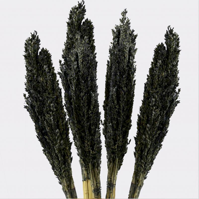 Cantal Grass Bunch - Black