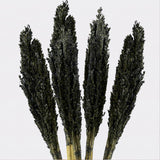 Cantal Grass Bunch - Black