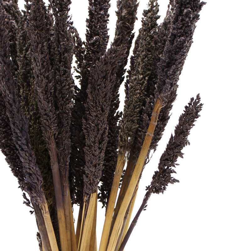 Cantal Grass Bunch - Black