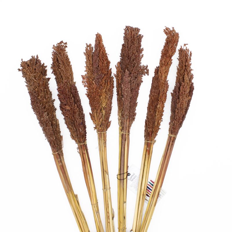 Cantal Grass Bunch - Chocolate