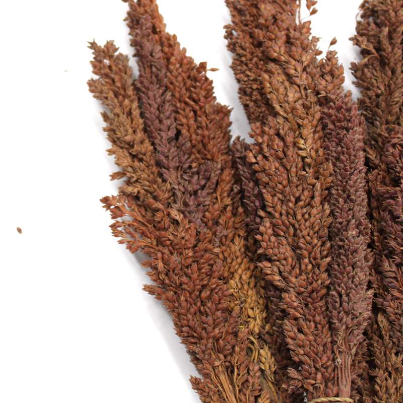 Cantal Grass Bunch - Chocolate