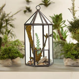 Glass Terrarium - Lantern Shape