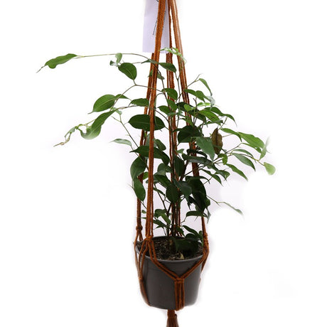 Macrame Pot Holder Classic - Chocolate Med Pot