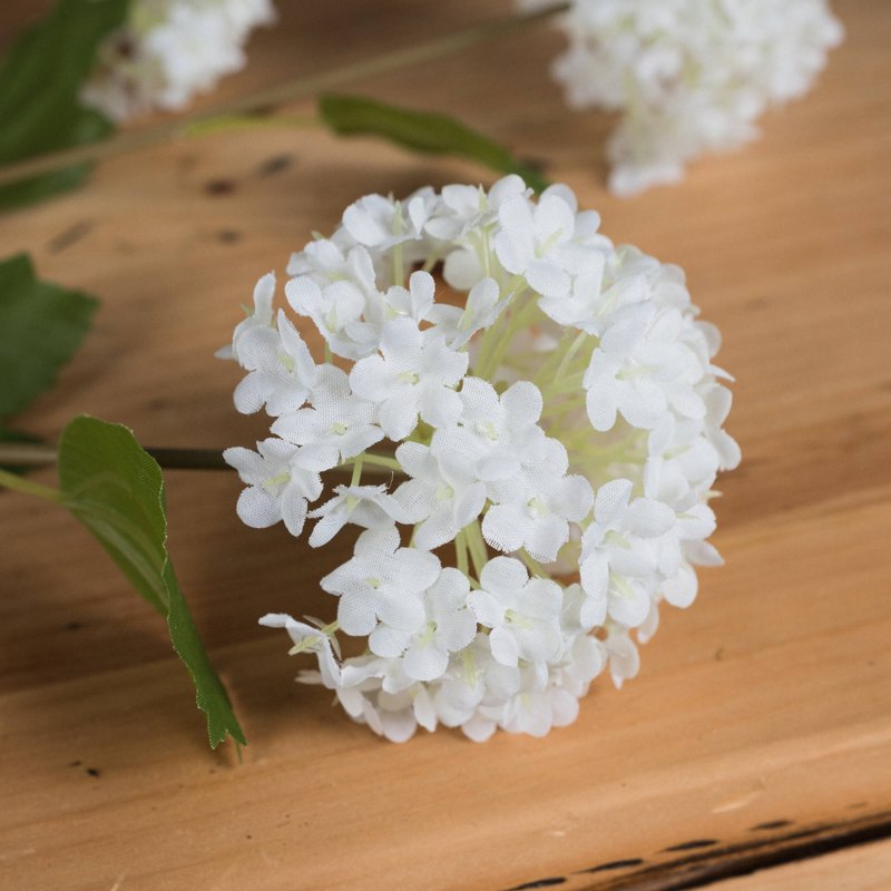 Viburnum Opulus