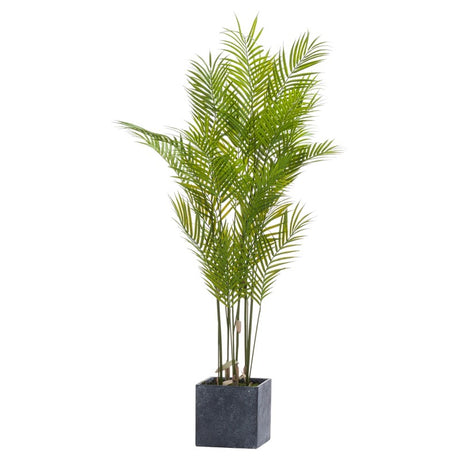 Large Paradise Potted Palm