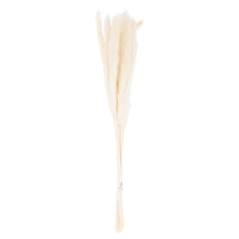 Mini White Pampas Grass Bunch Of 15