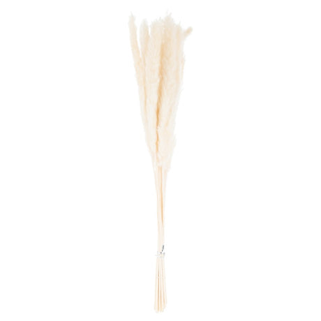 Mini White Pampas Grass Bunch Of 15