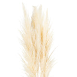 Cream Pampas Grass Stem