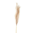 Bleached  Large Faux Pampas Grass Stem