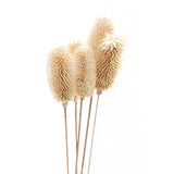 Bouquet Of Dried Tall Thistle