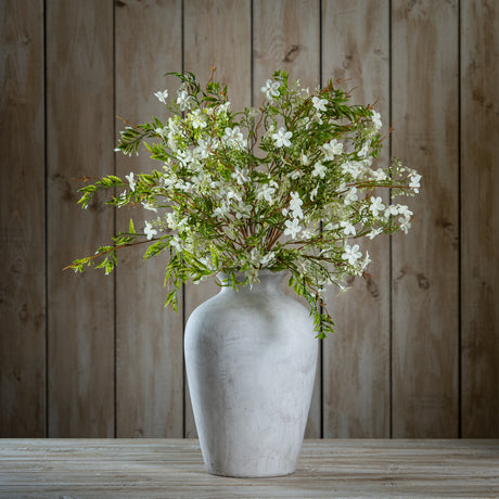 Italian White Bellflower