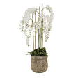 Large White Orchid In Antique Stone Pot