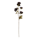 Tall Black Poppy Stem